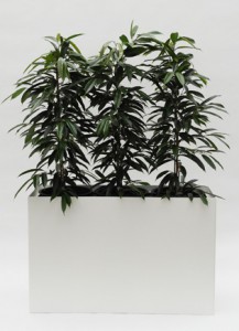 Prestige RE 120 cm x 40 cm inklusive Topf in Topf und Hydro Profi Line Pflanzsystem für Hydrokulturen