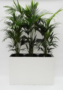 Prestige RE 120 cm x 40 cm inklusive Topf in Topf und Hydro Profi Line Pflanzsystem für Hydrokulturen