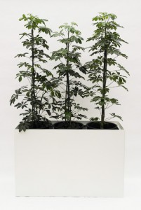 Prestige RE 120 cm x 40 cm inklusive Topf in Topf und Hydro Profi Line Pflanzsystem für Hydrokulturen