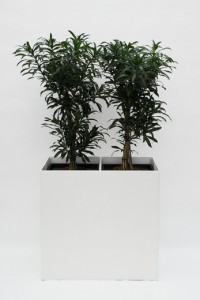 Prestige RE 80 cm x 40 cm inklusive Topf in Topf und Hydro Profi Line Pflanzsystem für Hydrokulturen