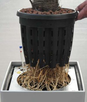 Trachycarpus Wurzelbildung Hydro Terra Line Trachycarpus Wurzelbildung in Hydro Terra Line Spezialkulturtopf mit Hydro Profi Line Erde für Außenbereiche