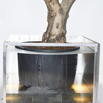 Olivenbaum Biennale Gefäßquerschnitt Olivenbaum Biennale Gefäßquerschnitt