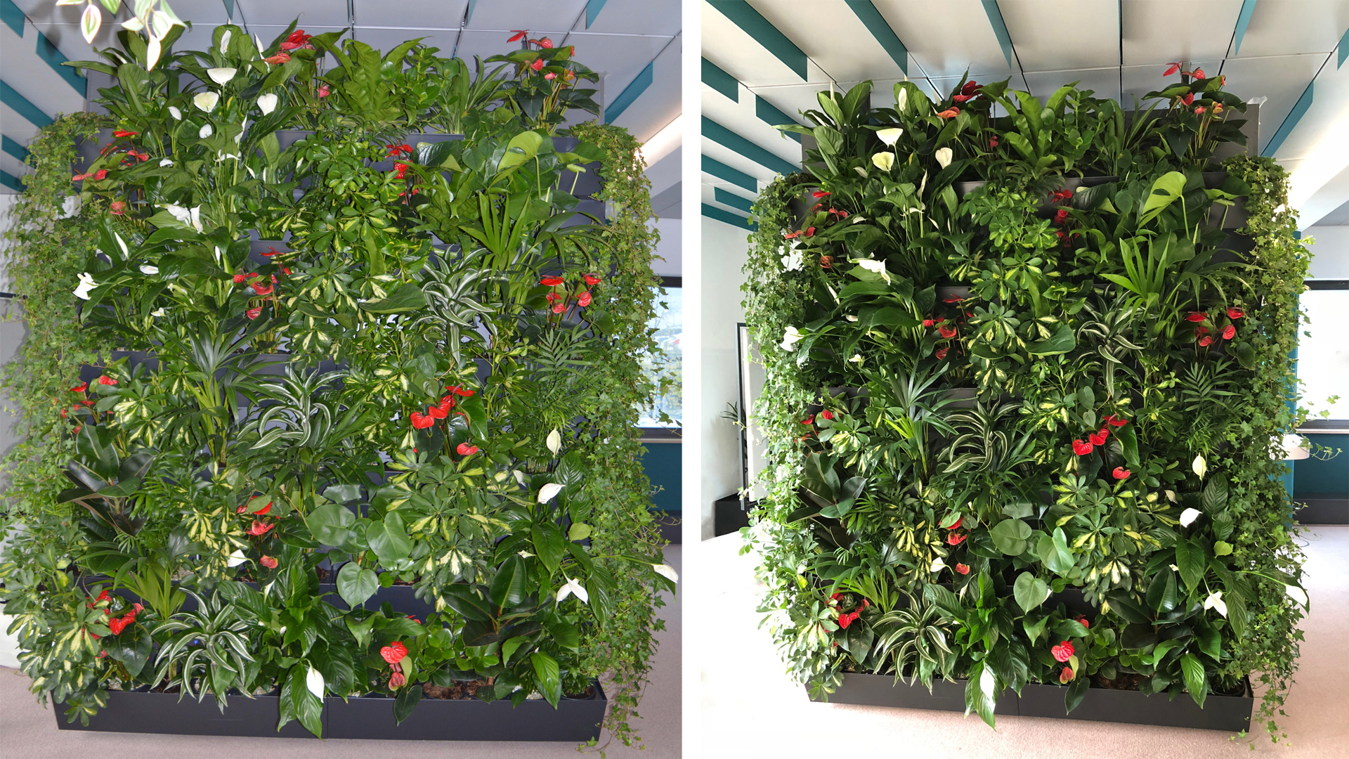 Grüne Wände mit Hydro Profi Line Pflanzsystem für Zimmerpflanzen