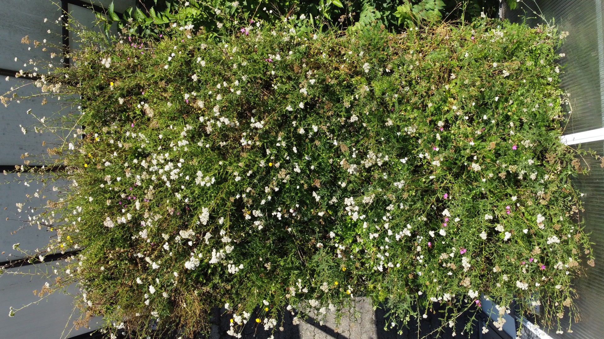 Fertigdach mit extensiver Begrünung