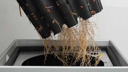 Beaucarnea Wurzelbildung Hydro Terra Line